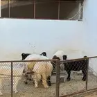 5 جفار 1 تيس و2 طلي على الشوف