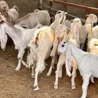 معزا هولنديه