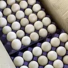 بيض بح مصري مخصب