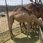 بكره