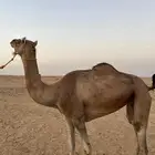 لقحه عمانيه