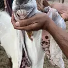 تيس هولندي