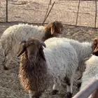 لبيع بهم مغلق شحم العدد 7 فيهن رخل وحده