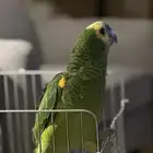 طير امازون بلوفرنتد  بغبغاء
