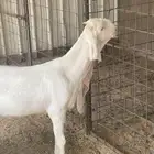 جفره هولندي صنف العمر اربع شهور