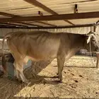 للبيع بقر