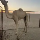 ناقه حايل