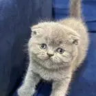 كيتن سكوتش فولد