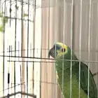 طير كاسكو بغبغاء للبيع