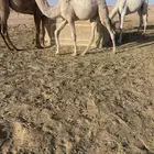 حاشي قعود قصب