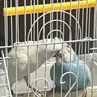 زوج بادجي