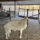 فحل صنف من مراح فواخر