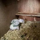 فرخ كنيور تركواز