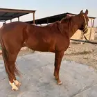 حصان شعبي للبيع