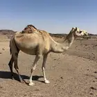 للبيع اصيل لقحة تنتج