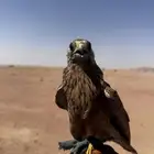 باشق للبيع شرط ذمه معه برقع الموقع وادي الرمه ضليع رشيد