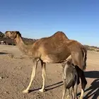 خلفه حمرا طيبه