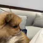 كلب بومرينيان عمر شهرين