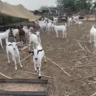 تيوس مناسبات