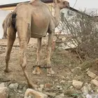 ناقه من العوادي