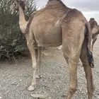 ناقه حمرا للبيع