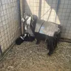 للبيع معزا موليد