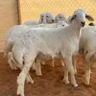 ابو عبدالله للذبايح