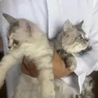 قطط شيرازي