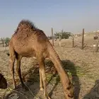 للبيع قعود نظيف