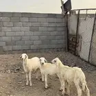 بهم حري ( تم البيع )