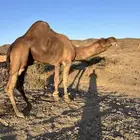 بعير ساحلي كفو مشروط من جميع العيوب الموقع الخياله