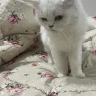 قطه انثى للتبني