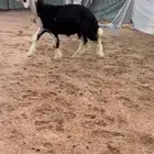 مشروع فحل خصصم