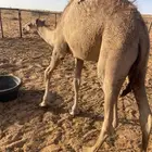 للبيع بكره