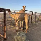 لقحه اصيل