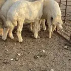 ذبايح