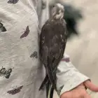 فرخ كروان ع وشك فطام