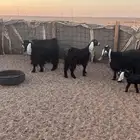 معزاء عوارض مواليد