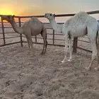 حشوو