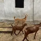 5 ماعز تحتها 5