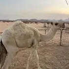 قعود للبيع
