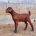 كلهاري تم البيع