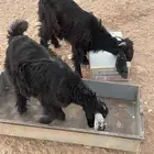 خيبر