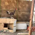 ديك فخم بالخرج