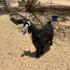 تيس طيب