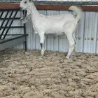 جفار مطورات فاخره