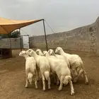 طليان ورخال العدد 6 للبيع