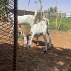 مشاريع فحول مطوره