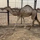 بكره كفو
