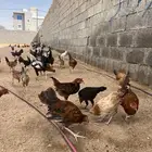 دجاج للبيع